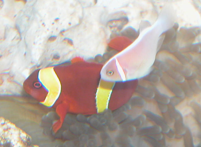 AquariumHobbyist - Salt Test Tank 1