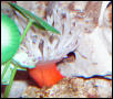 AquariumHobbyist - Salt Test Tank 1