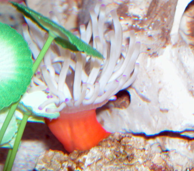 AquariumHobbyist - Salt Test Tank 1