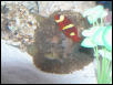 AquariumHobbyist - Salt Test Tank 1