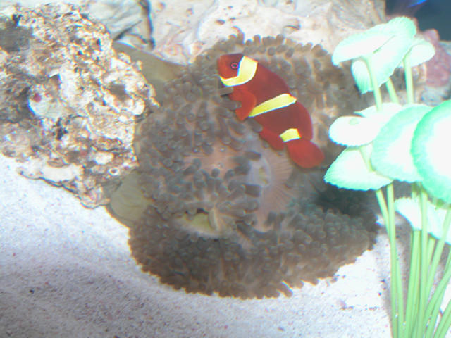 AquariumHobbyist - Salt Test Tank 1