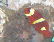 AquariumHobbyist - Salt Test Tank 1