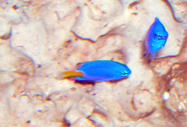 AquariumHobbyist - Salt Test Tank 1