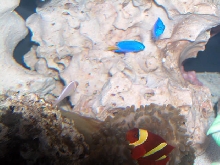 AquariumHobbyist - Salt Test Tank 1