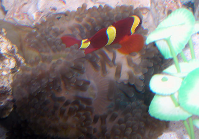 AquariumHobbyist - Salt Test Tank 1