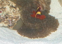 AquariumHobbyist - Salt Test Tank 1