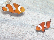 Clownfish