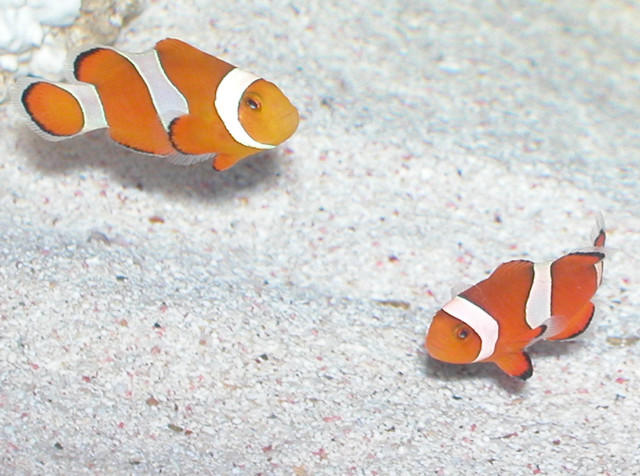 Clownfish