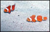 Clownfish 2
