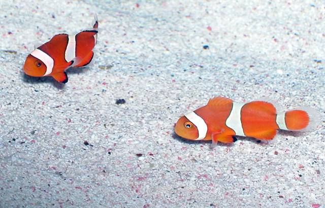 Clownfish 2