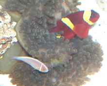 AquariumHobbyist - Salt Test Tank 1