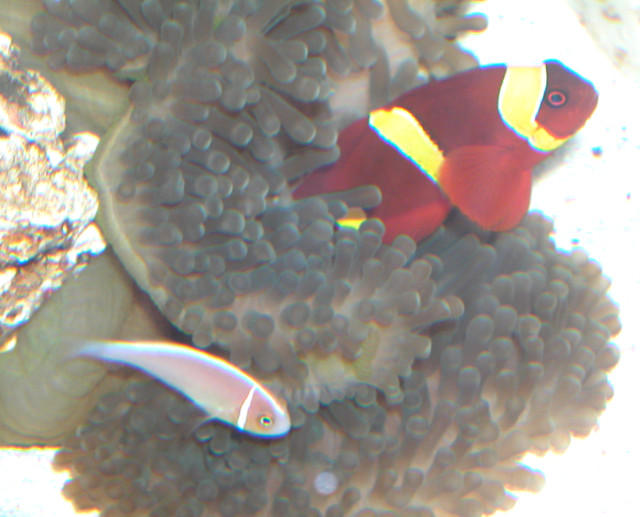 AquariumHobbyist - Salt Test Tank 1
