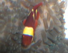 AquariumHobbyist - Salt Test Tank 1