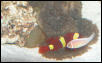 AquariumHobbyist - Salt Test Tank 1