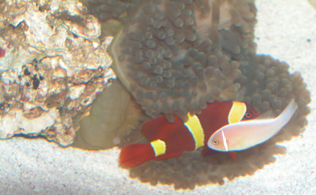 AquariumHobbyist - Salt Test Tank 1