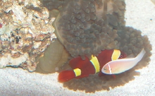 AquariumHobbyist - Salt Test Tank 1