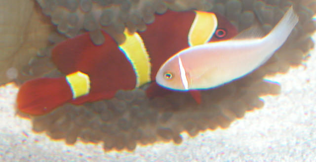 AquariumHobbyist - Salt Test Tank 1