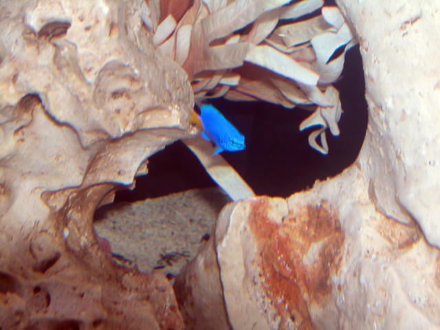 AquariumHobbyist - Salt Test Tank 1
