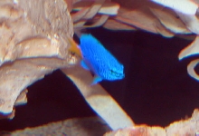 AquariumHobbyist - Salt Test Tank 1