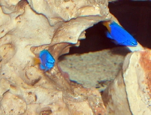 AquariumHobbyist - Salt Test Tank 1