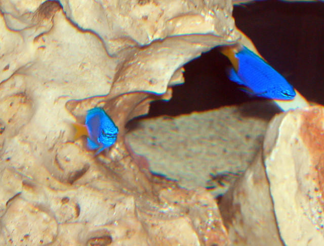 AquariumHobbyist - Salt Test Tank 1