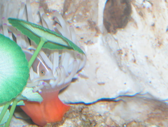 AquariumHobbyist - Salt Test Tank 1
