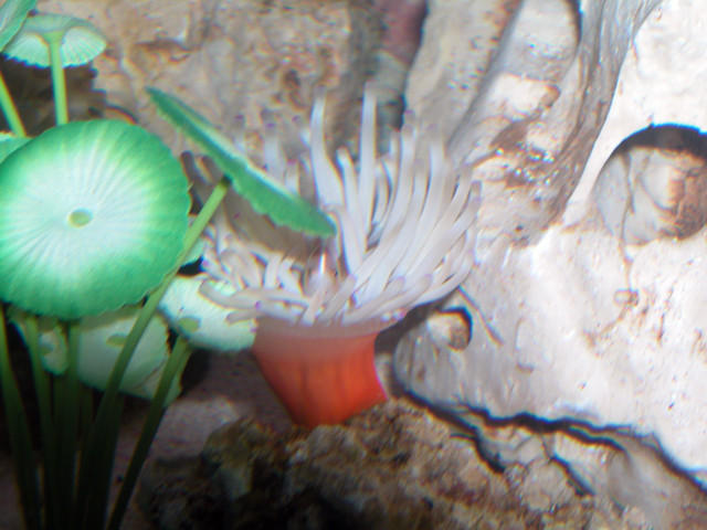 AquariumHobbyist - Salt Test Tank 1
