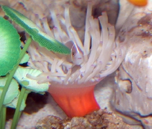 AquariumHobbyist - Salt Test Tank 1
