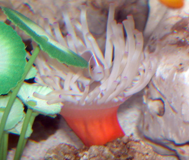 AquariumHobbyist - Salt Test Tank 1
