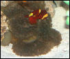 AquariumHobbyist - Salt Test Tank 1