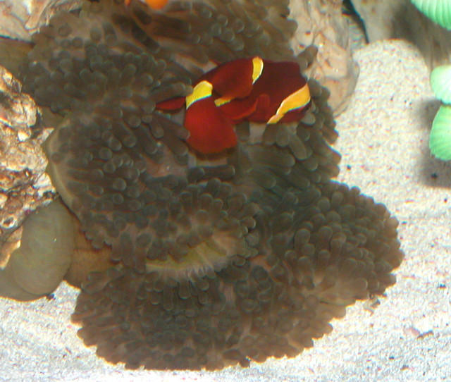 AquariumHobbyist - Salt Test Tank 1