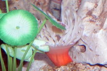 AquariumHobbyist - Salt Test Tank 1
