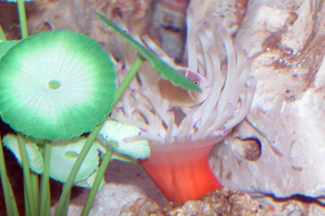 AquariumHobbyist - Salt Test Tank 1