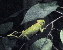 chameleons