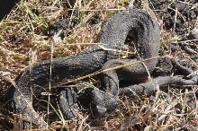 Eastern Hognose Snake (Heterodon platirhinos)caught in Williamson County, T