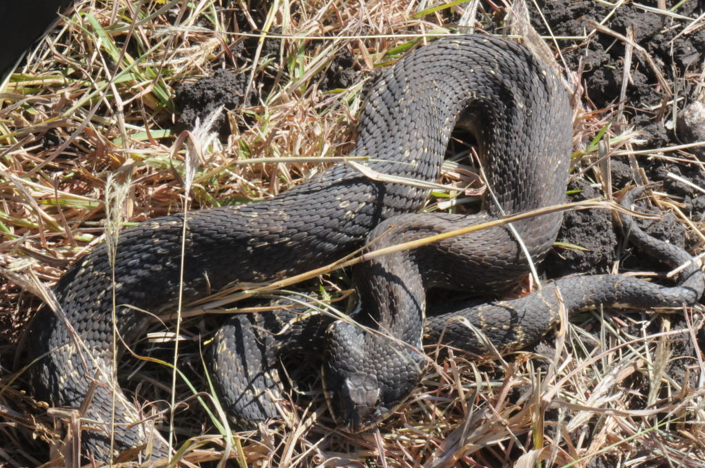 Eastern Hognose Snake (Heterodon platirhinos)caught in Williamson County, T
