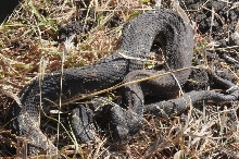 Eastern Hognose Snake (Heterodon platirhinos)caught in Williamson County, T