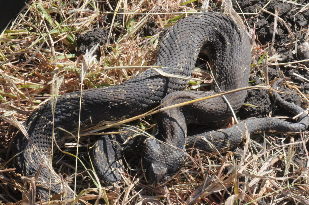 Eastern Hognose Snake (Heterodon platirhinos)caught in Williamson County, T