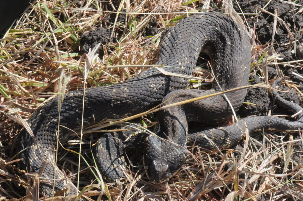 Eastern Hognose Snake (Heterodon platirhinos)caught in Williamson County, T