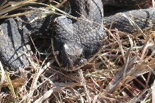 Eastern Hognose Snake (Heterodon platirhinos)caught in Williamson County, T
