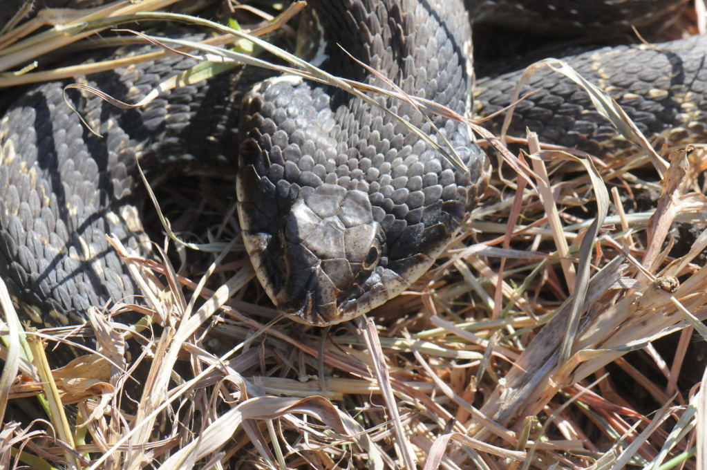 Eastern Hognose Snake (Heterodon platirhinos)caught in Williamson County, T