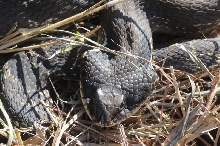 Eastern Hognose Snake (Heterodon platirhinos)caught in Williamson County, T