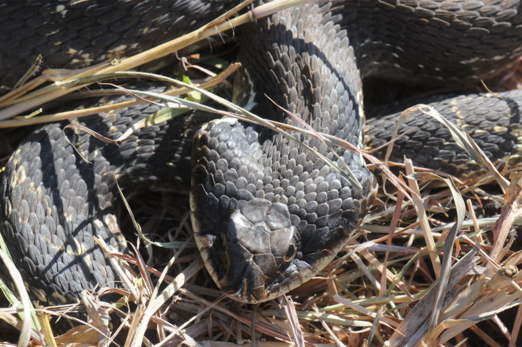 Eastern Hognose Snake (Heterodon platirhinos)caught in Williamson County, T