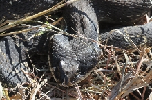 Eastern Hognose Snake (Heterodon platirhinos)caught in Williamson County, T