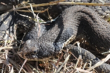Eastern Hognose Snake (Heterodon platirhinos)caught in Williamson County, T