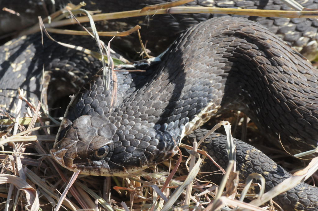 Eastern Hognose Snake (Heterodon platirhinos)caught in Williamson County, T