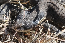 Eastern Hognose Snake (Heterodon platirhinos)caught in Williamson County, T