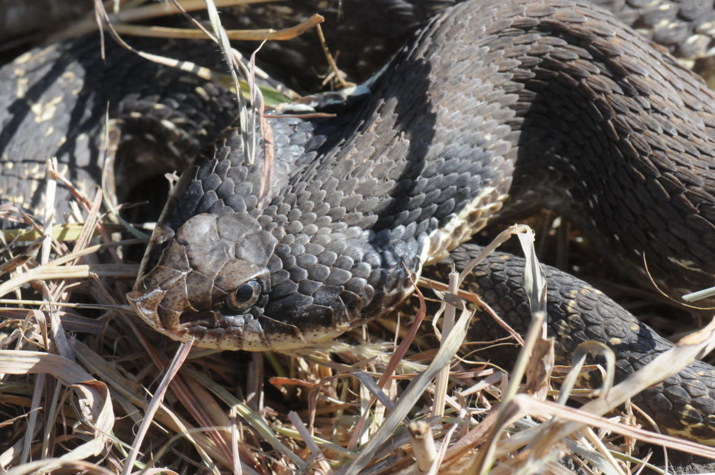 Eastern Hognose Snake (Heterodon platirhinos)caught in Williamson County, T