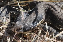 Eastern Hognose Snake (Heterodon platirhinos)caught in Williamson County, T
