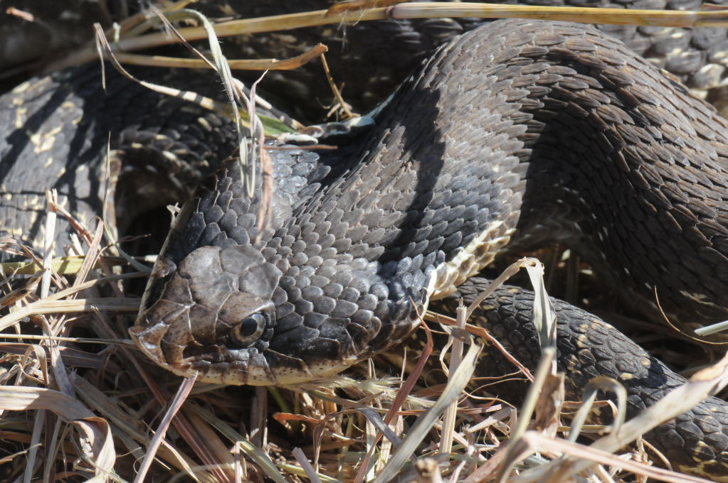 Eastern Hognose Snake (Heterodon platirhinos)caught in Williamson County, T